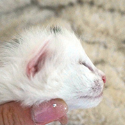 Dolores Ombrage, 11 days old