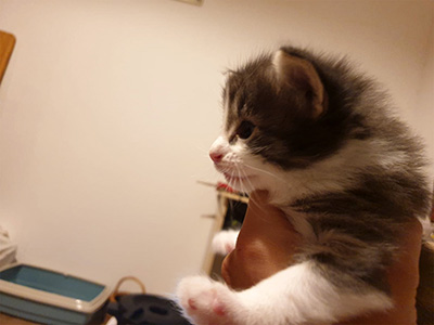Gizmo, 3,5 weeks old