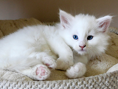 Katmai, 6 weeks old