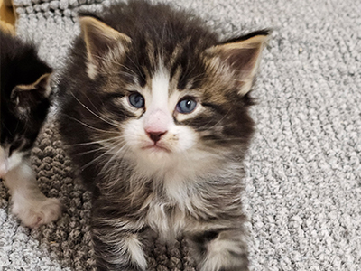 Lancaster, 4 weeks old