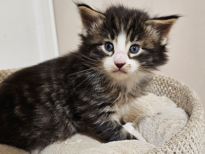 Lancaster 4 weeks old