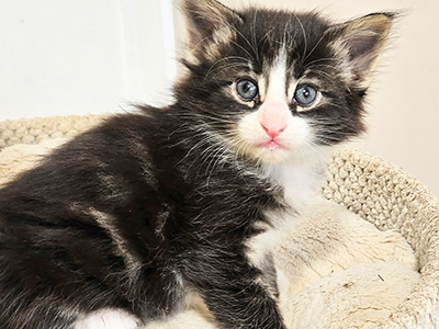 Lilly Sweet, 4 weeks old