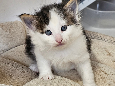 Lolita Lempicka, 4 weeks old