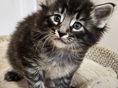 Loulou, 4 weeks old