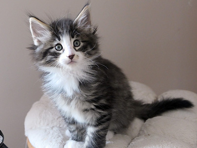 Lancaster, 7 weeks old