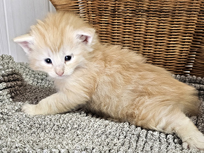 Leox Gyasi, 4 weeks old