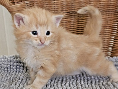 Luke Skywalker, 4 weeks old