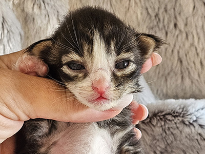 Lemon Drop, 12 days old