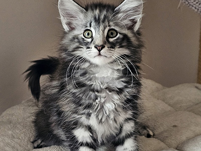 Magie Noire, 10 weeks