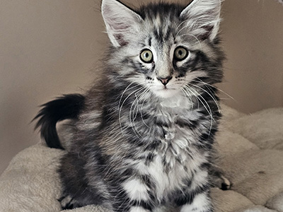 Magie Noire, 10 weeks