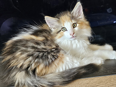 Million Gold, 10 weeks
