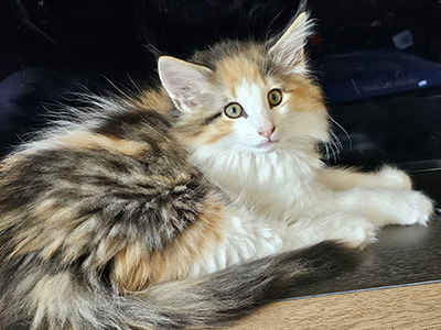 Million Gold, 10 weeks
