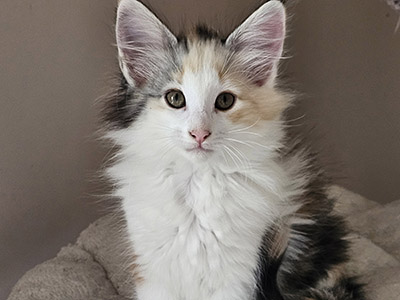 Miss Dior, 10 weeks