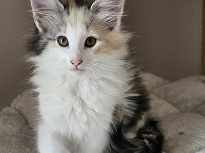 Miss Dior, 10 weeks