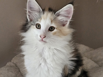 Miss Dior, 10 weeks