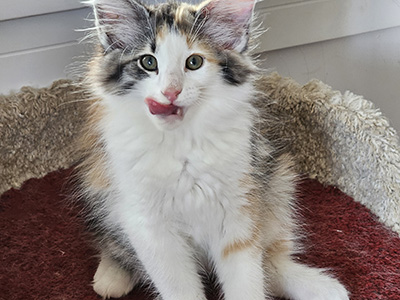 Miu Miu, 10 weeks