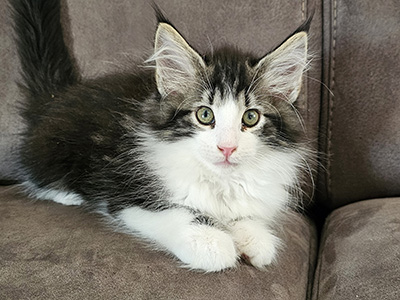 Mr Burberry, 10 weeks