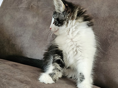 Mr Burberry, 10 weeks