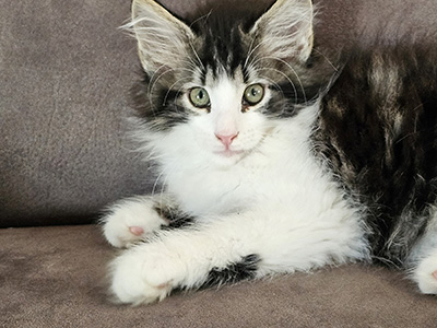 Mr Burberry, 10 weeks