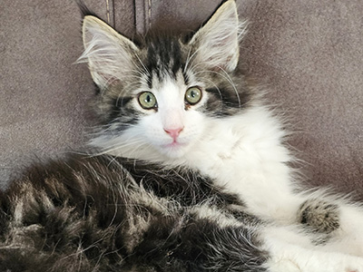Mr Burberry, 10 weeks