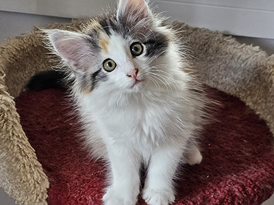 My Way, 10 weeks