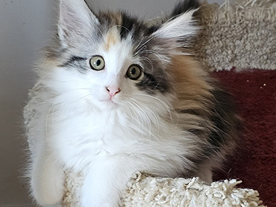 My Way, 10 weeks