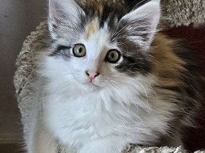 My Way, 10 weeks