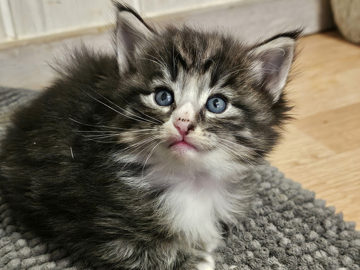 Malefique, 4 weeks old
