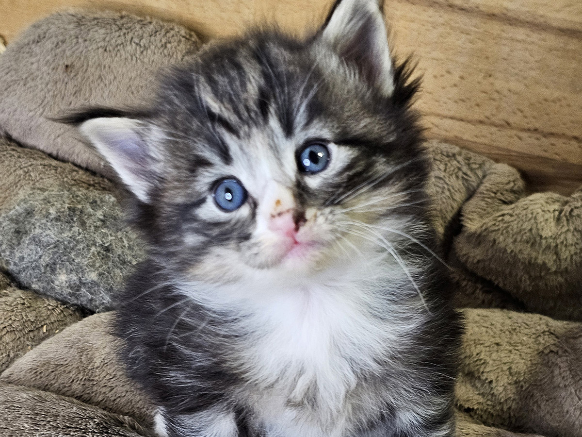 Malefique, 4 weeks old
