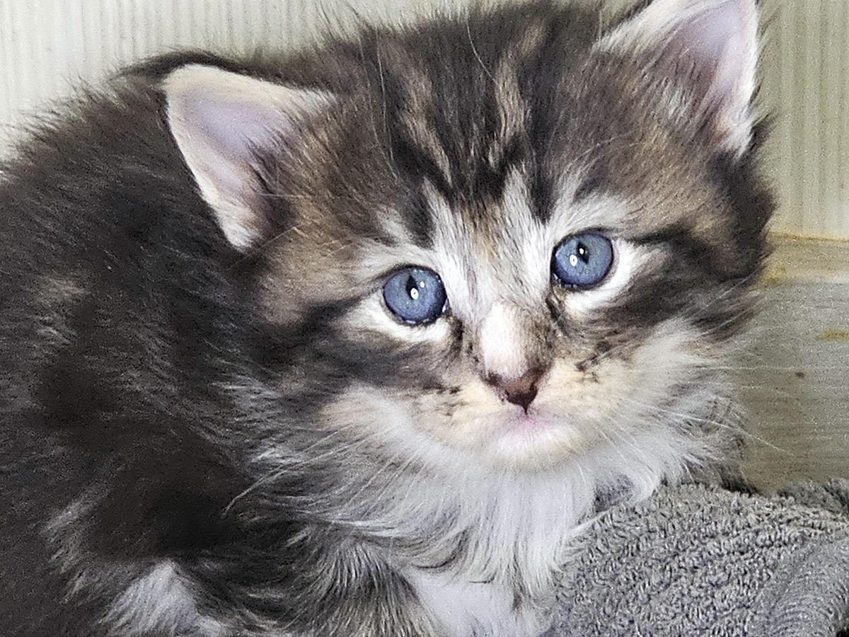 Matilda, 4 weeks old