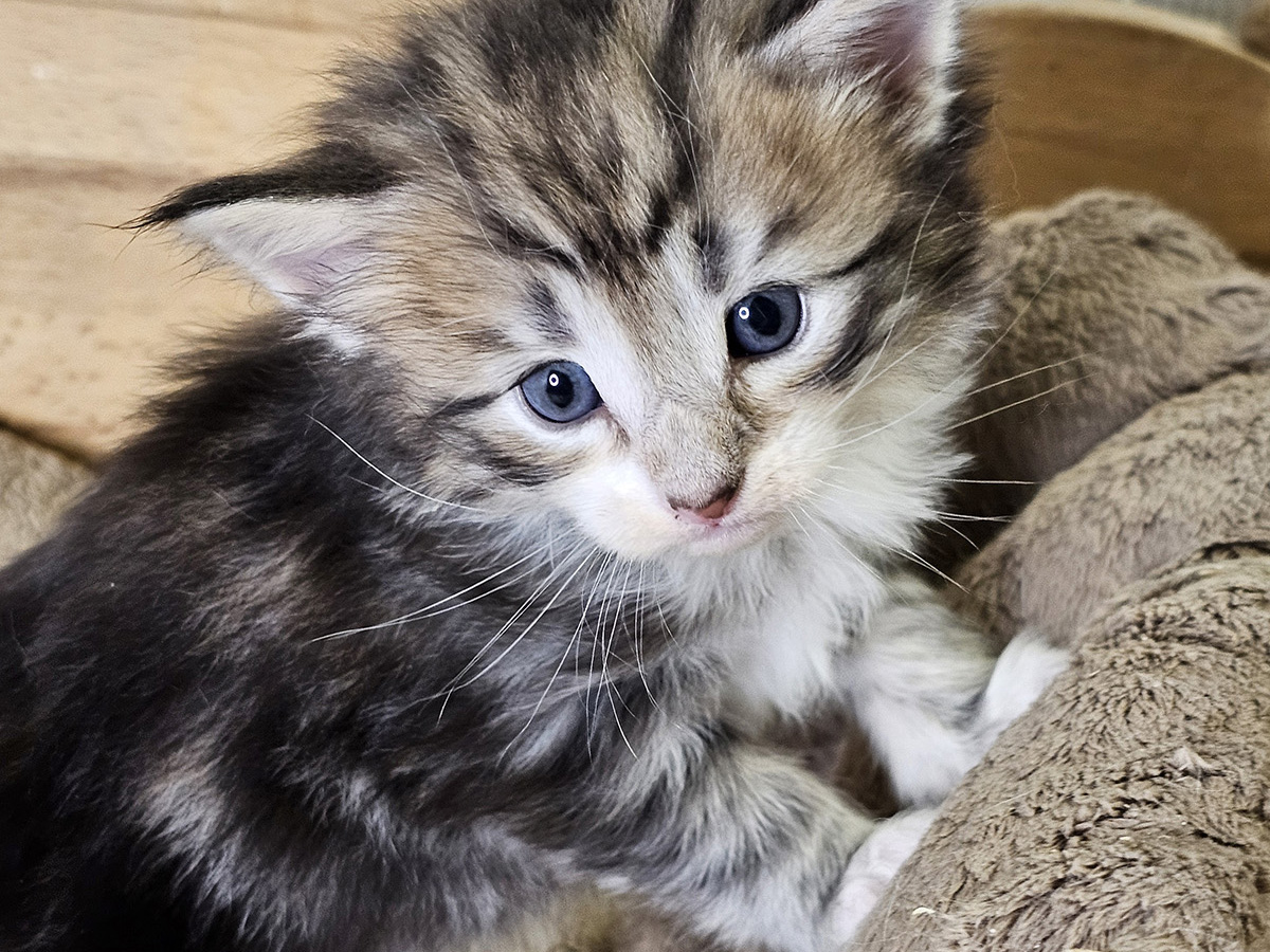 Memphis Belle, 4 weeks old