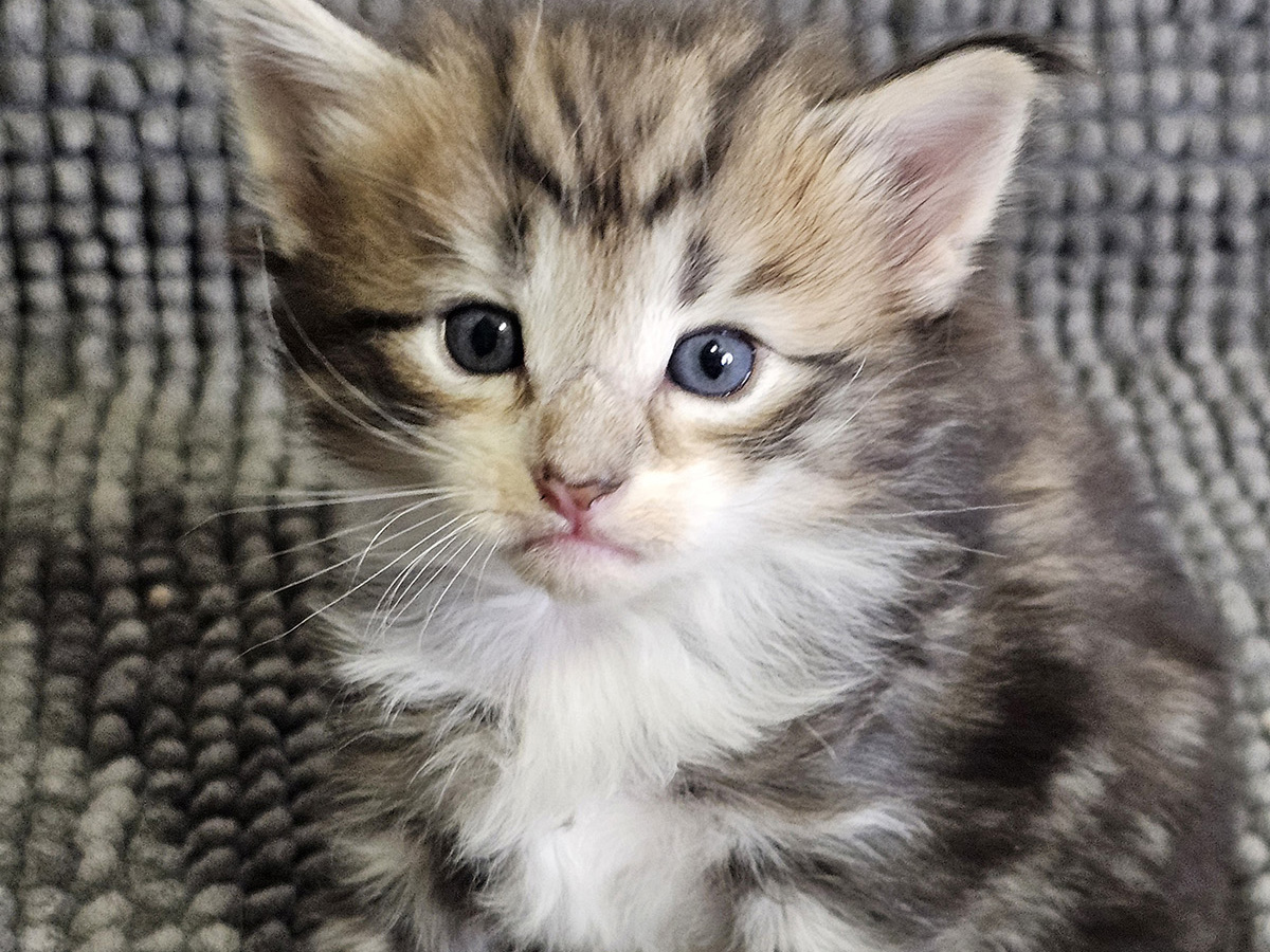 Memphis Belle, 4 weeks old