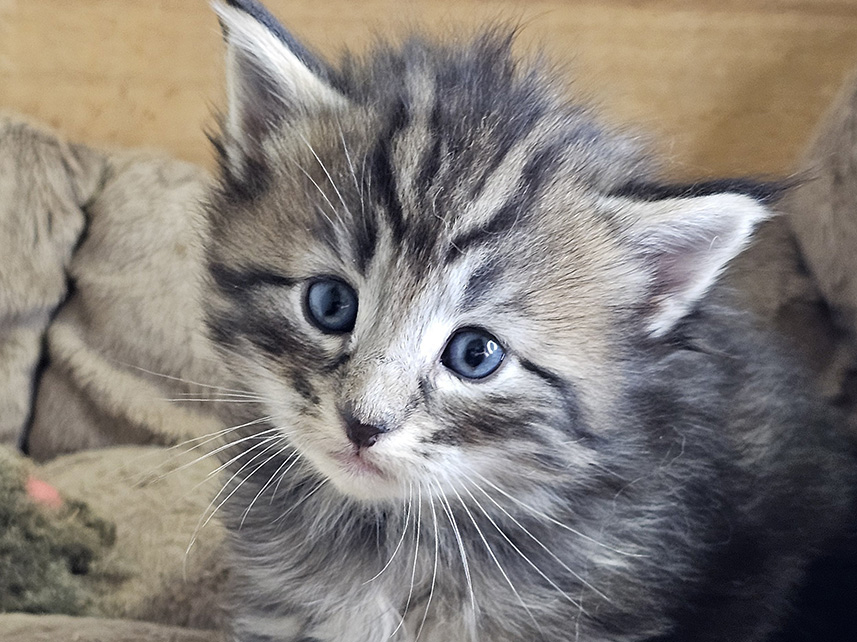 Midnight in Paris, 4 weeks old