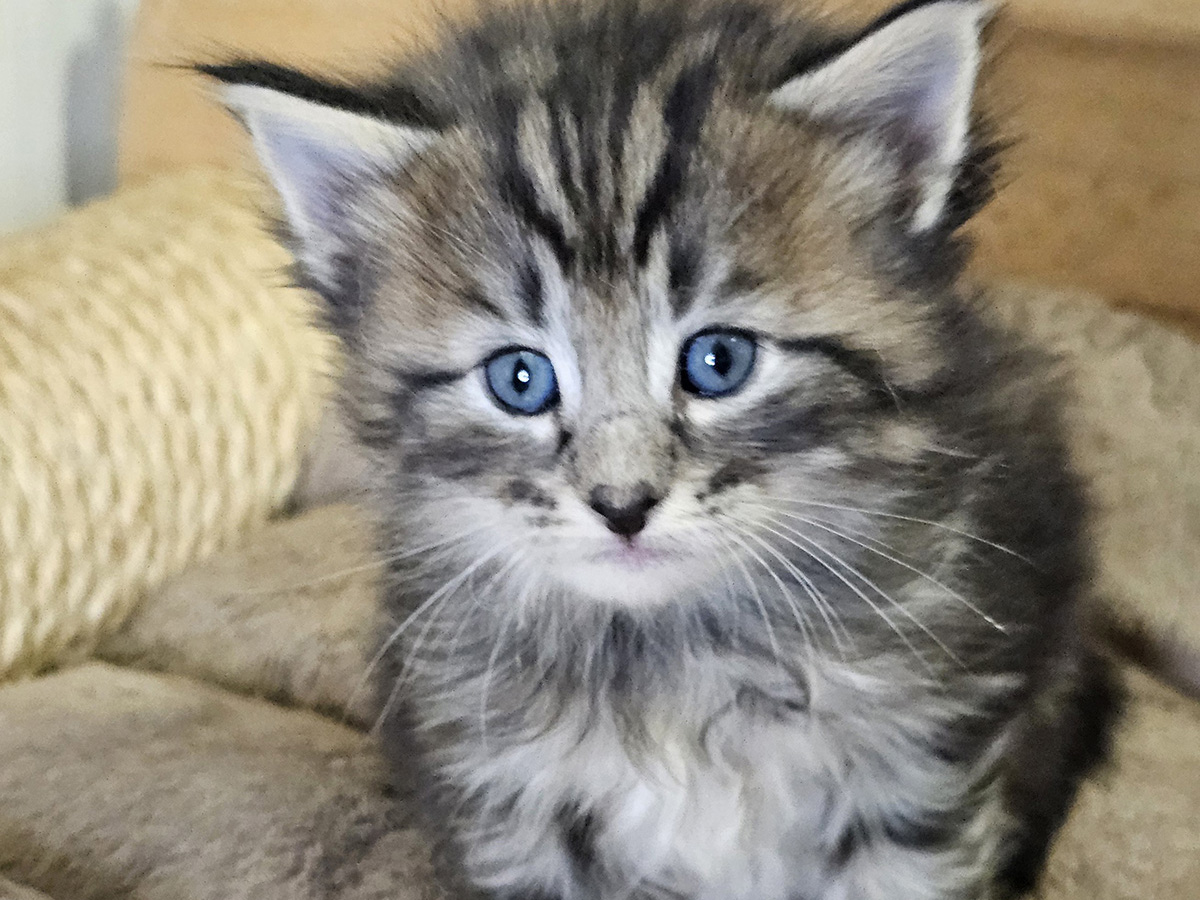 Midnight in Paris, 4 weeks old