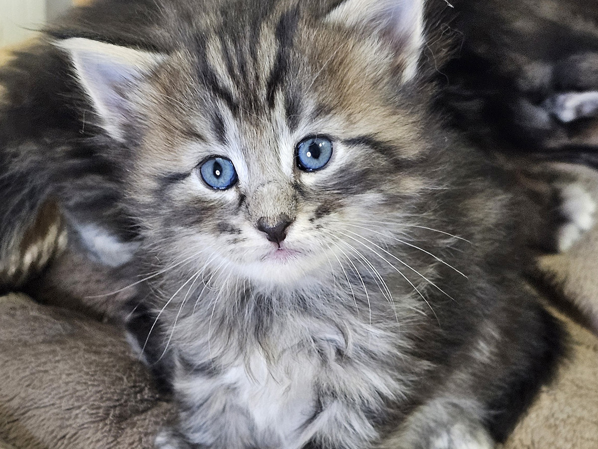 Midnight in Paris, 4 weeks old