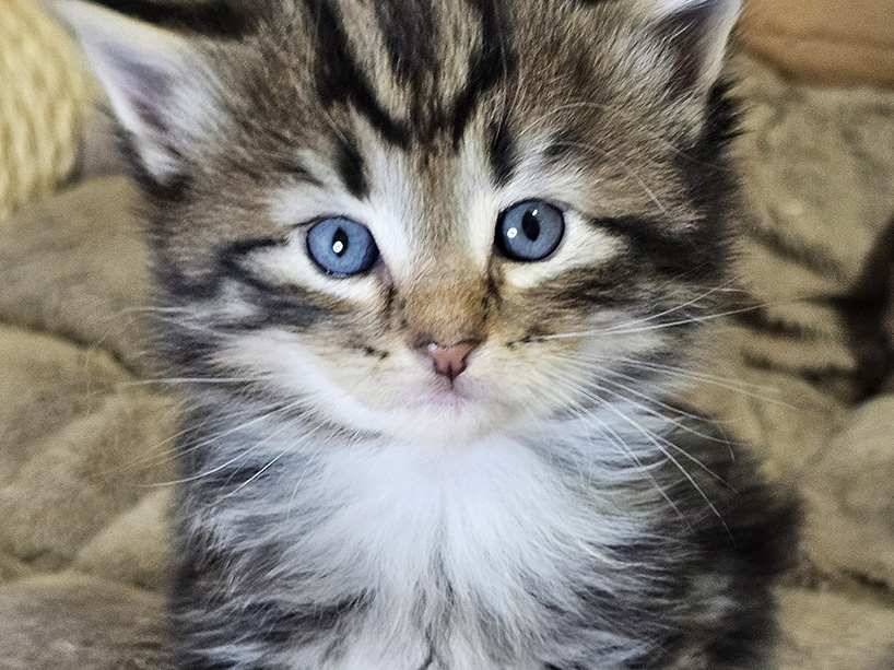Million Dollar Baby, 4 weeks old