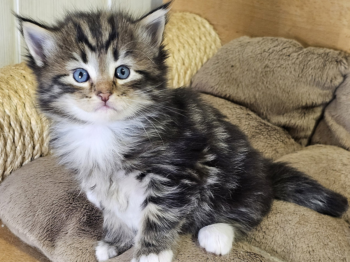 Million Dollar Baby, 4 weeks old