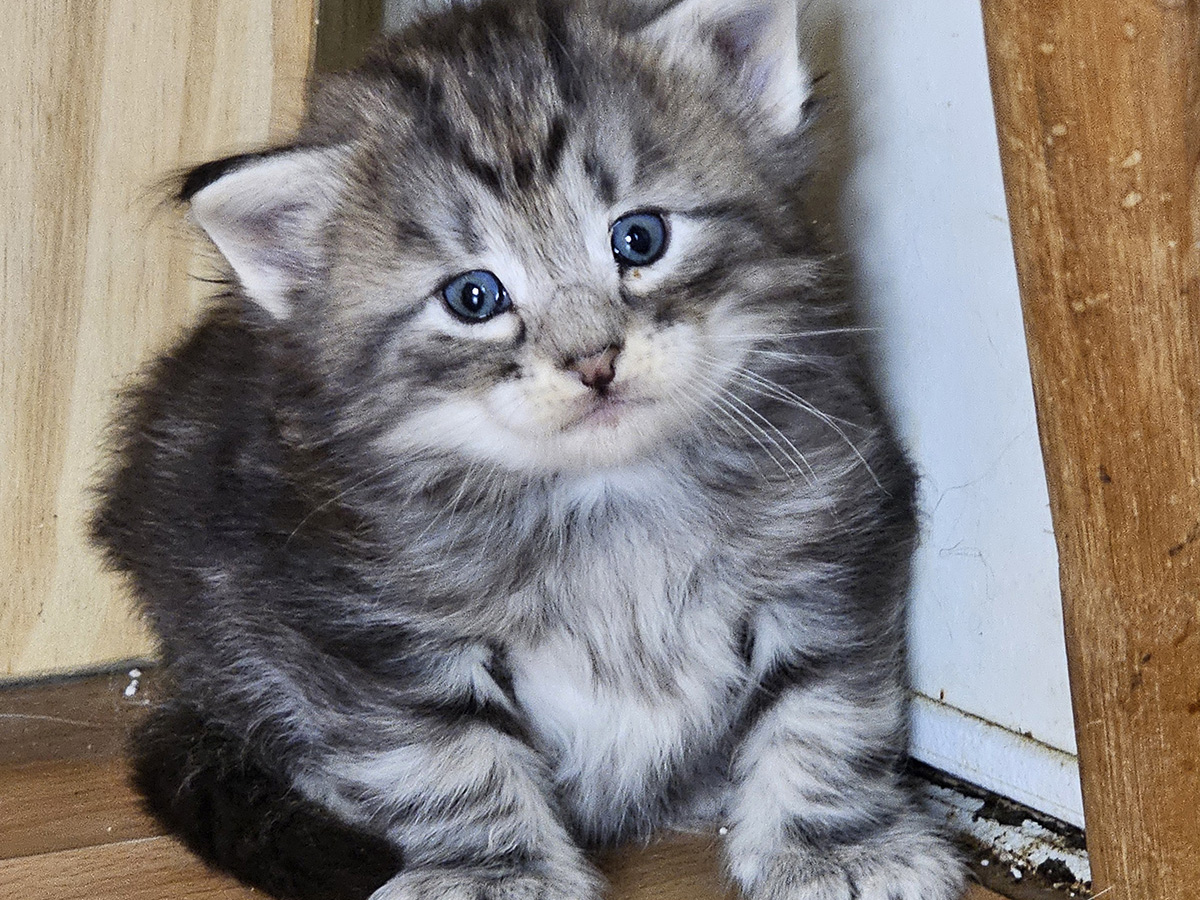 Mufasa, 4 weeks old