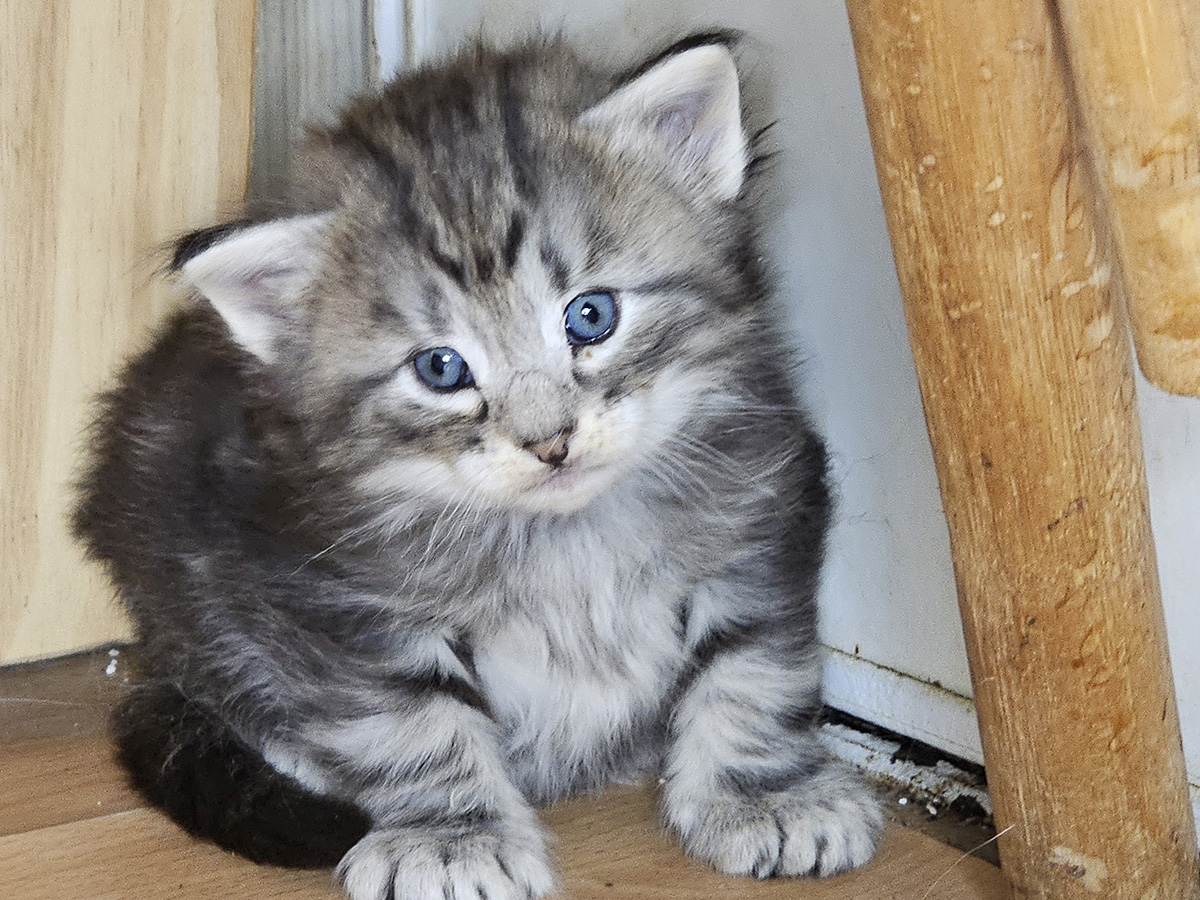 Mufasa, 4 weeks old