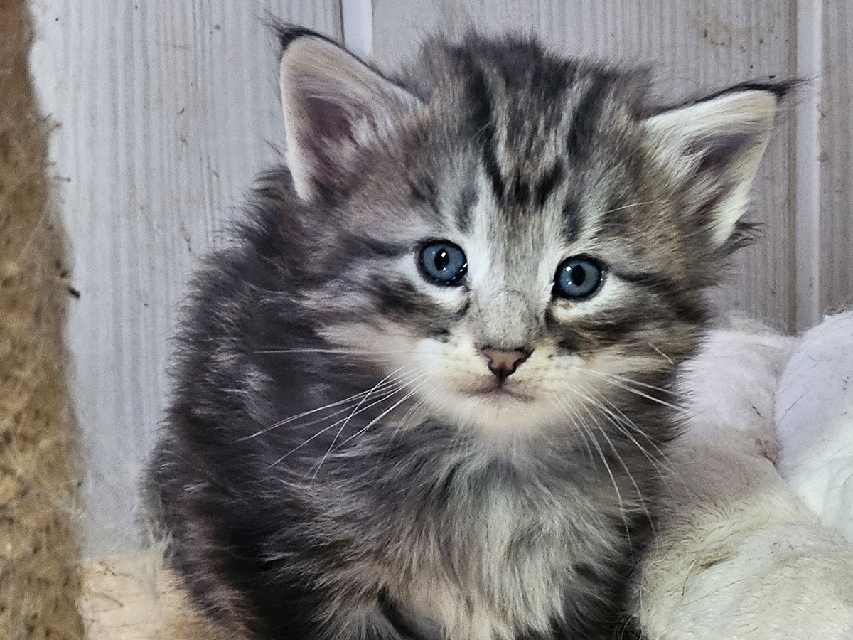 Mufasa, 4 weeks old