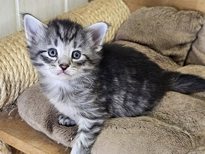 Mallow, 4 weeks old