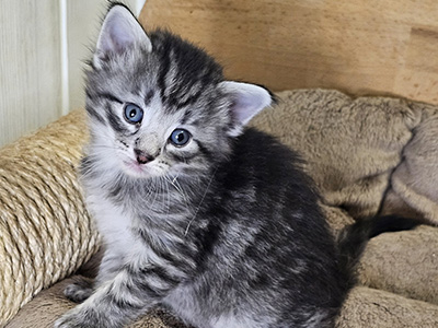 Mallow, 4 weeks old