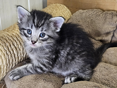 Mallow, 4 weeks old