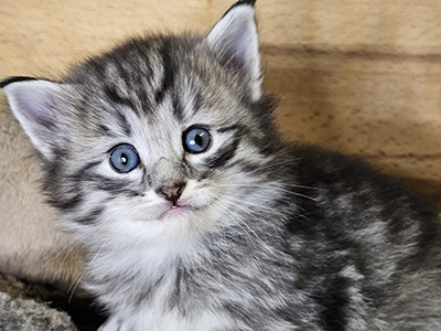 Mandragore, 4 weeks old