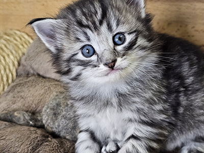 Mandragore, 4 weeks old