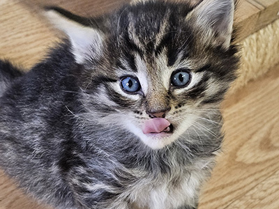 Marigold, 4 weeks old