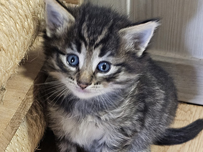 Marigold, 4 weeks old