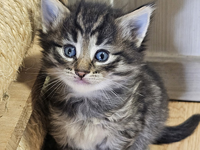Marigold, 4 weeks old