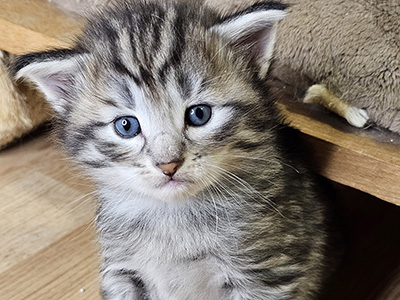 Mojave, 4 weeks old