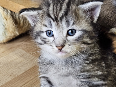 Mojave, 4 weeks old